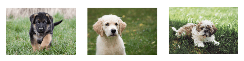 een-pup-in-huis-afb-voor-website-2025